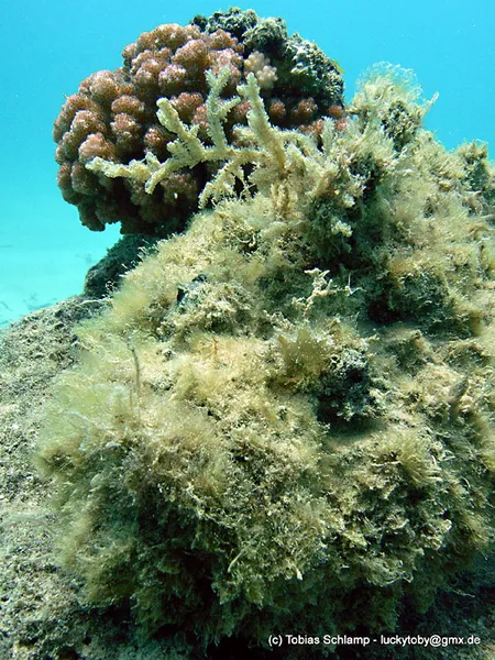 Stonefish, more stone than fish