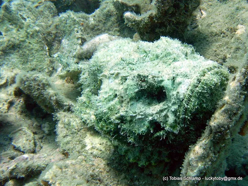  Scorpionfish in dead coral