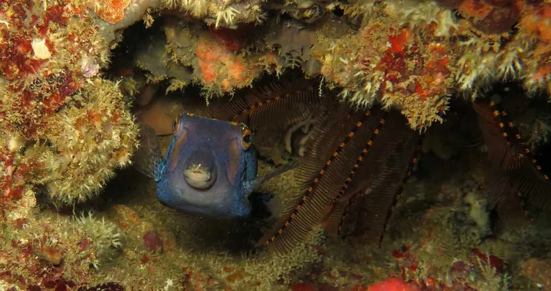 Poisson coffre pintade mâle