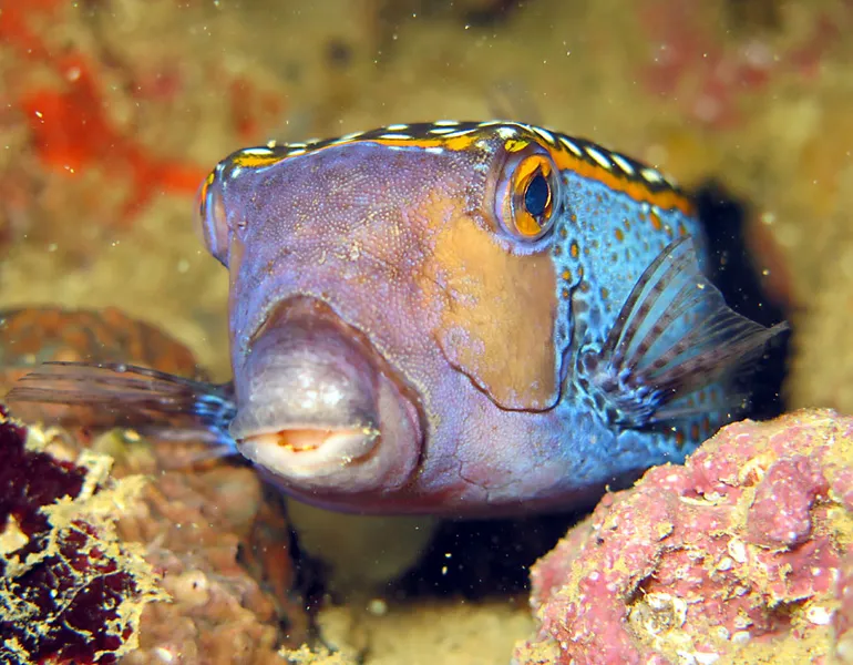 Male spotted trunkfish
