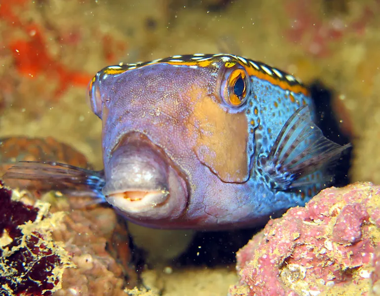 Poisson coffre pintade mâle