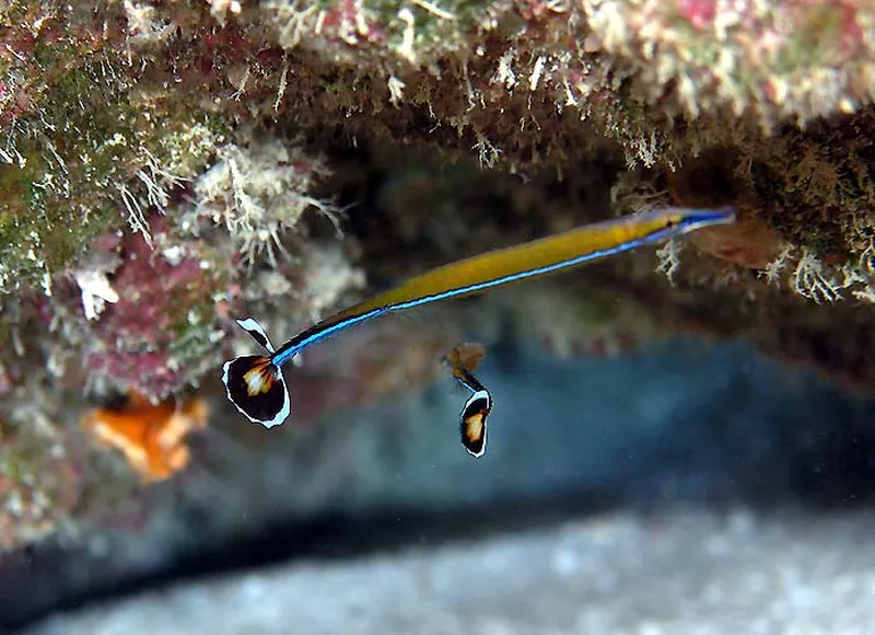Photo diving Madagascar