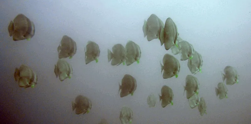  Batfish school in troubled waters