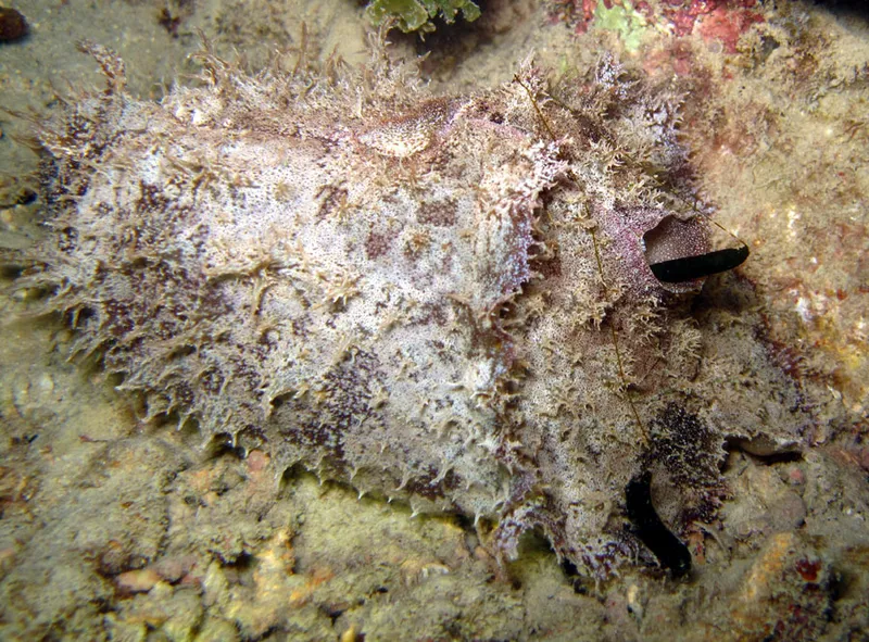 Blunt-end sea hare