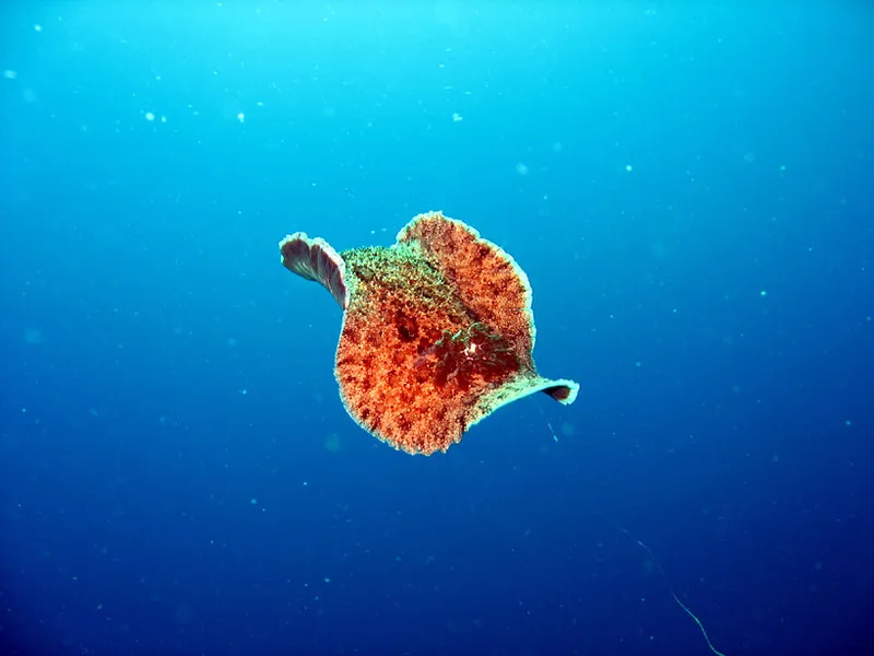 A big nudibranch swimming 12 meters underwater