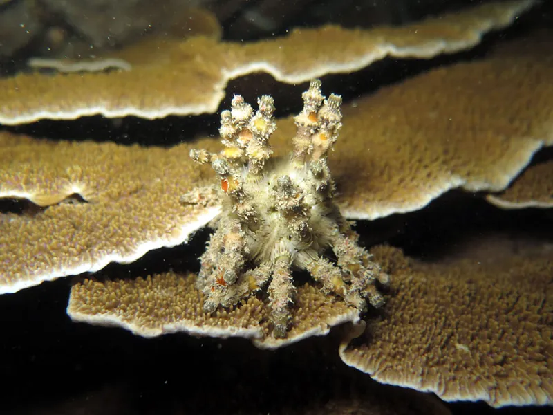 Tap dance on montipora