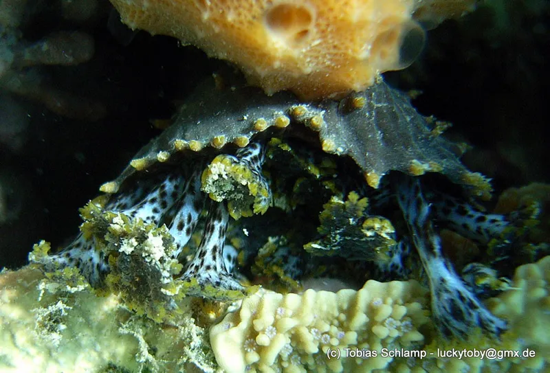 A dancing sea cucumber