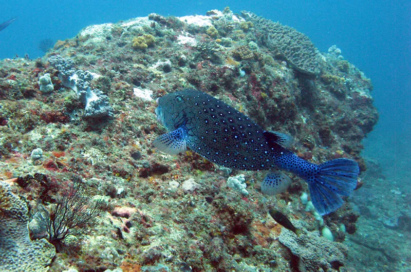 Poisson coffre jaune très mâle