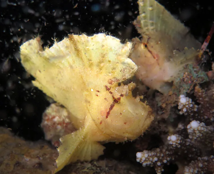 Two scorpion leaf fish with same evening dress