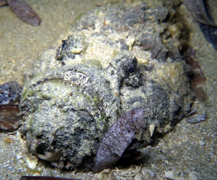 Stone fish on sand