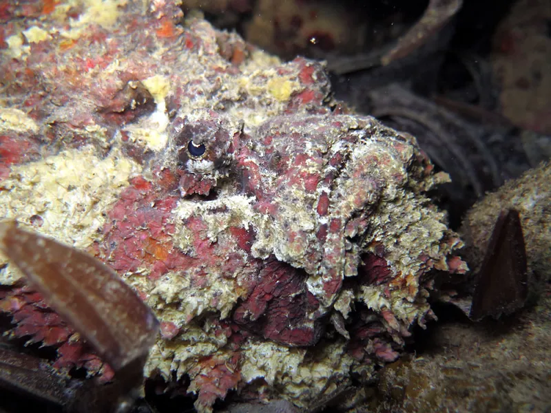 Eyes and mouth of a stone fish