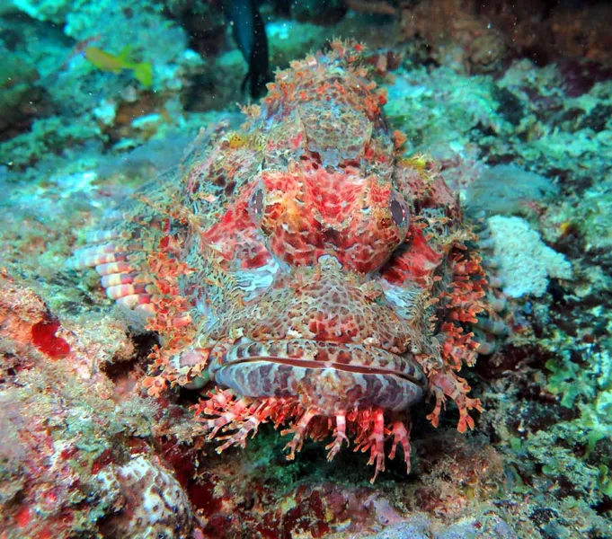 Face de poisson scorpion