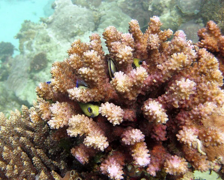 Poissons demoiselles cachés dans le corail