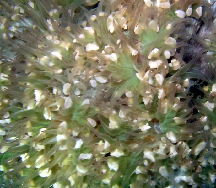 Les polypes sortis du corail bulle