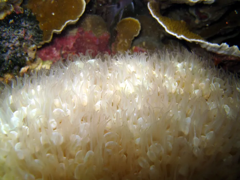 Coral polyps at night