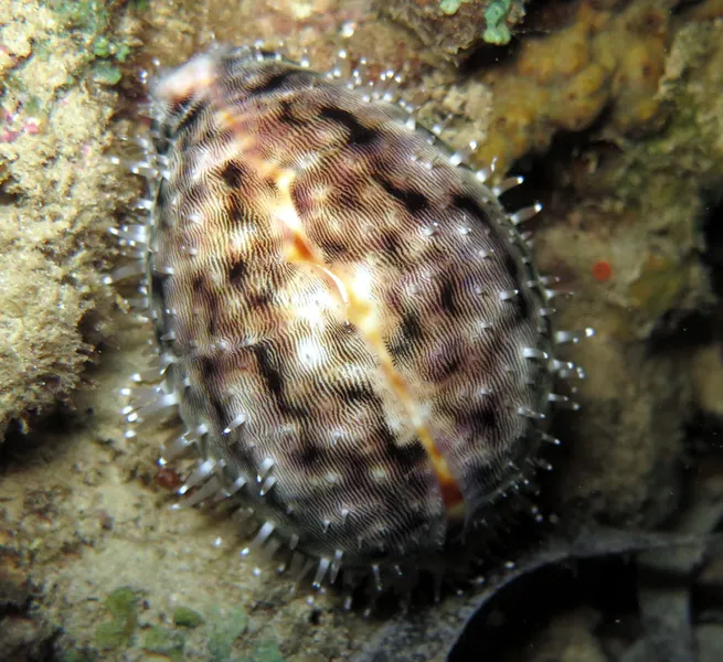 Tiger cowry in its night mantel