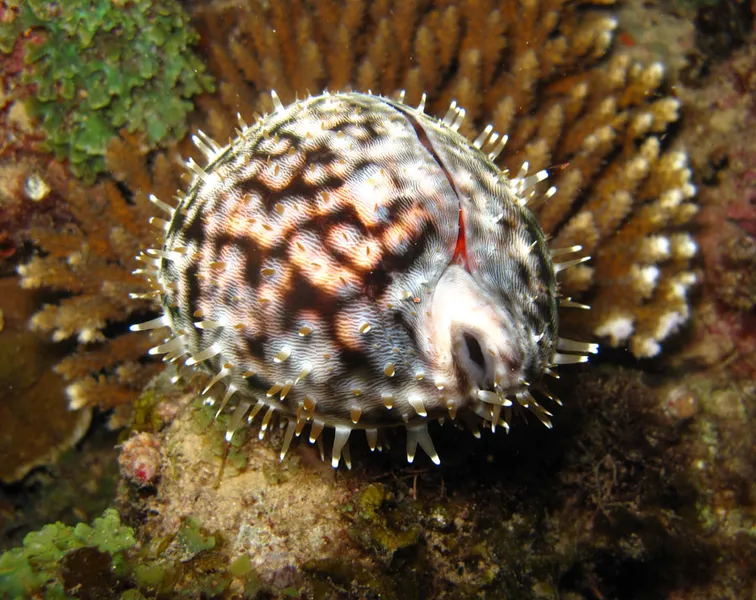 Tiger cowry at night