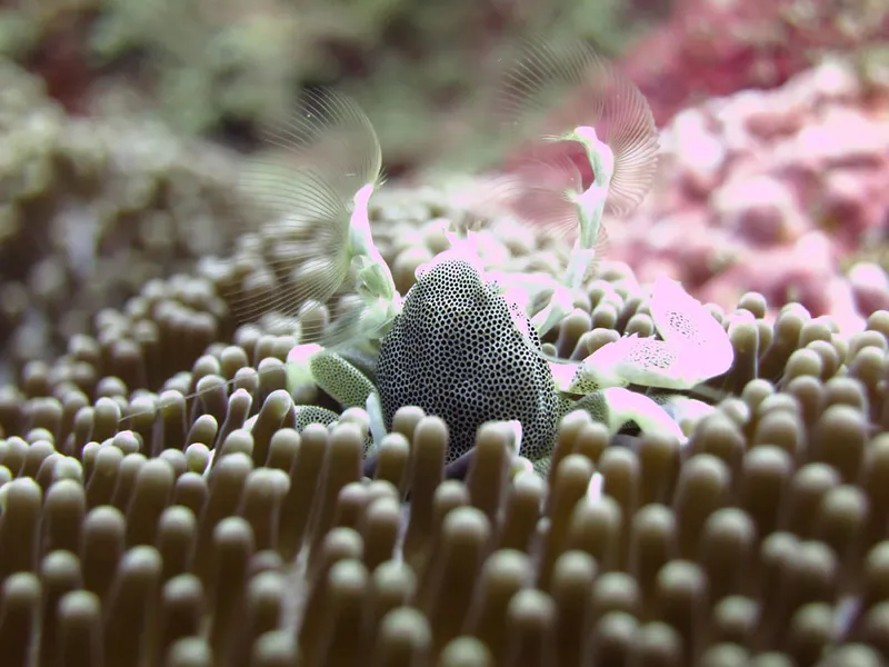 Crabe porcelaine, soies filtrantes déployées