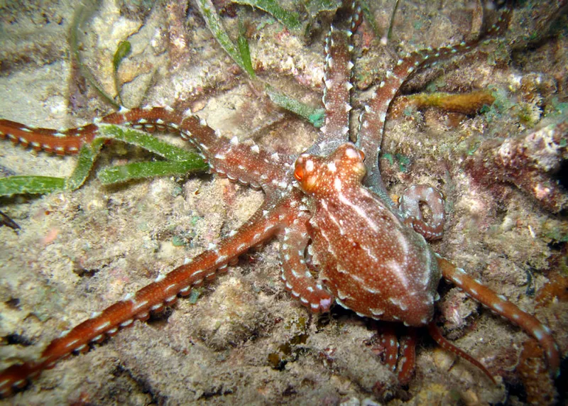 white-spotted octopus