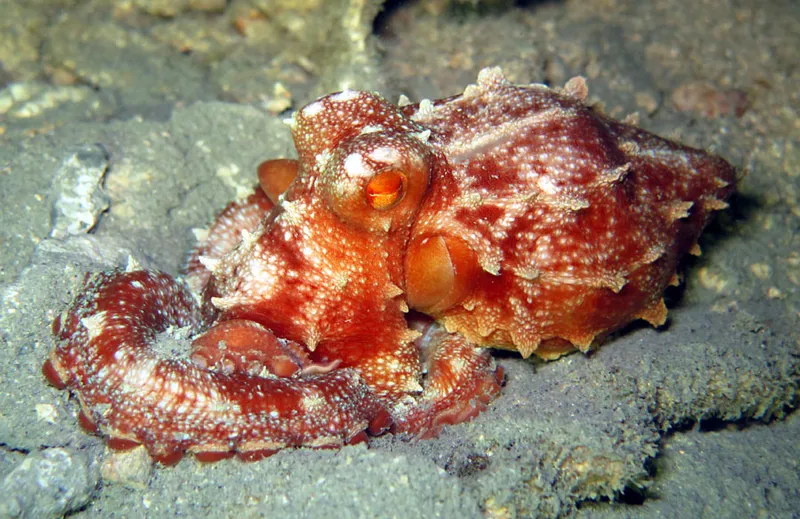 Long-armed octopus