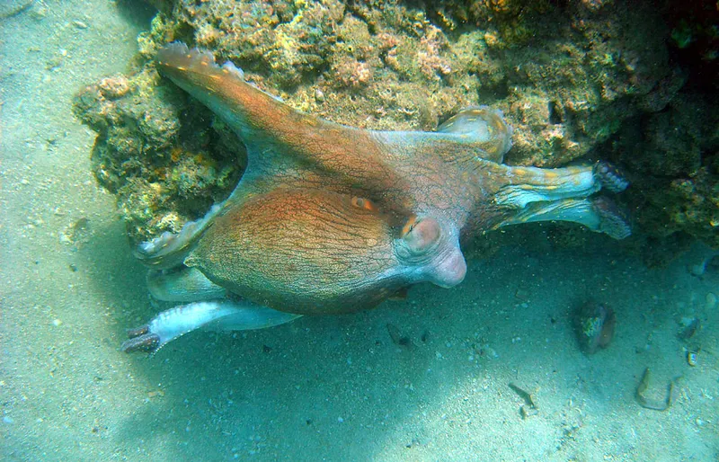 Red and blue octopus