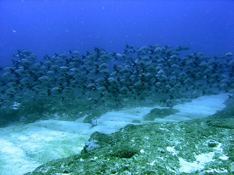 Photo diving Madagascar