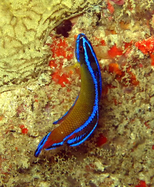 Les lignes bleues électriques du Pseudochromis peint