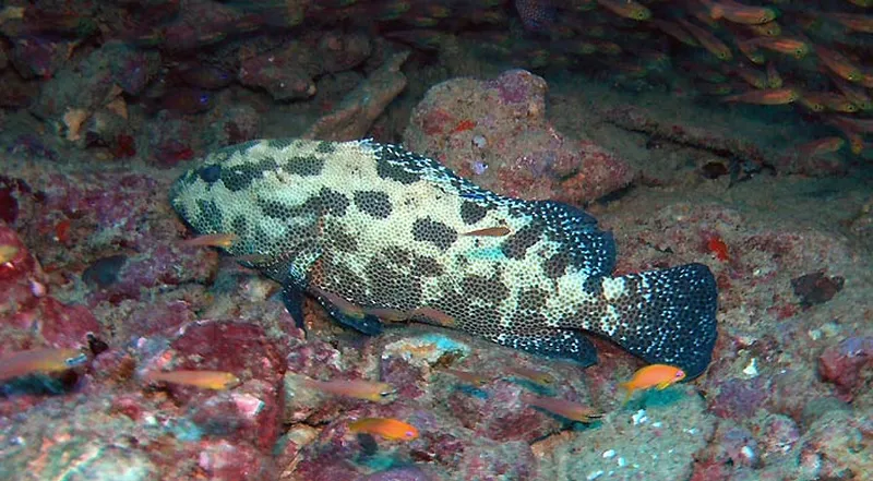 Photo diving Madagascar