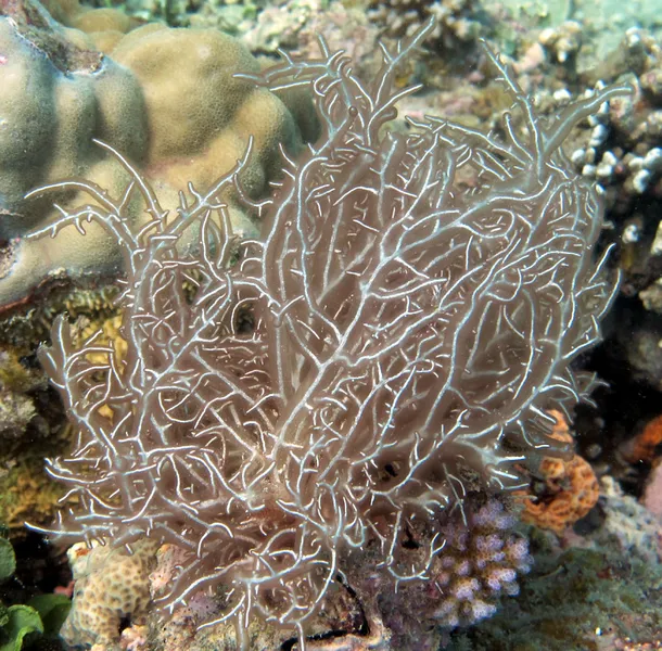 Photo diving Madagascar