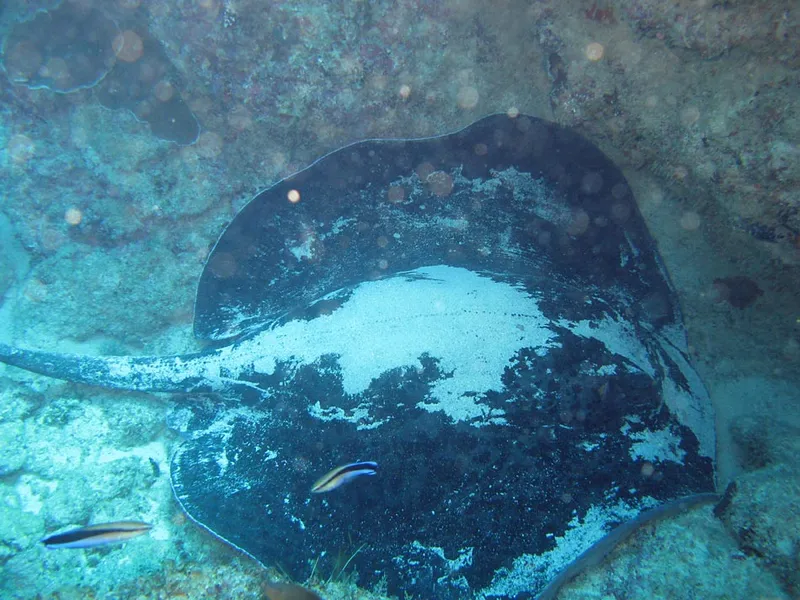 Giant ray on Avaratse bottom