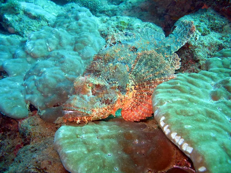  Diaphanous scorpionfih on green coral