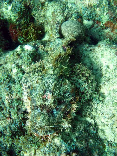 Poisson scorpion sur corail mort