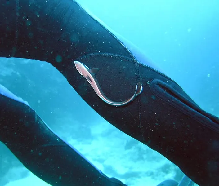 Photo diving Madagascar