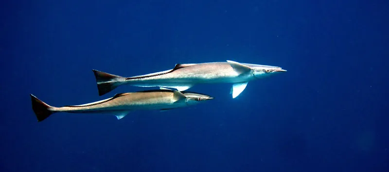 Two sharksuckers in Cathedral waters