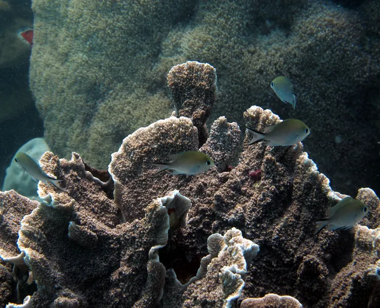 Chromis over coral rose