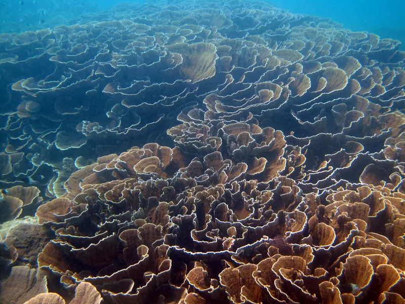 Beau massif de corail  montipore