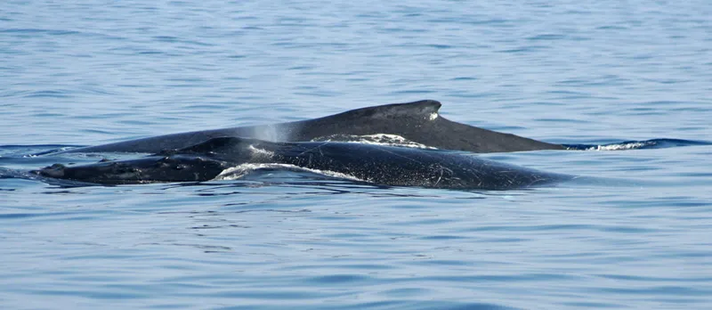 Humpback whales backs on a flat sea