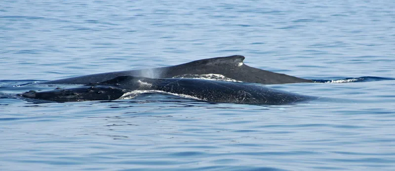 Dos de baleines à bosse par mer calme