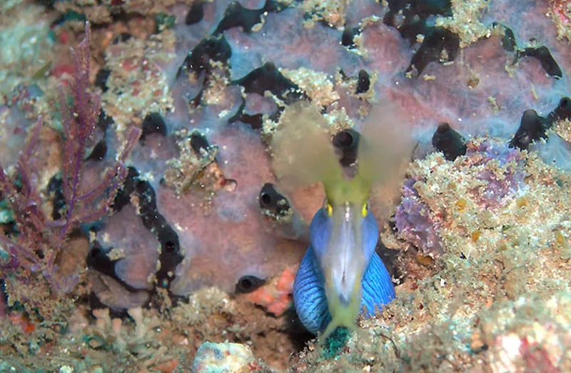 Photo diving Madagascar