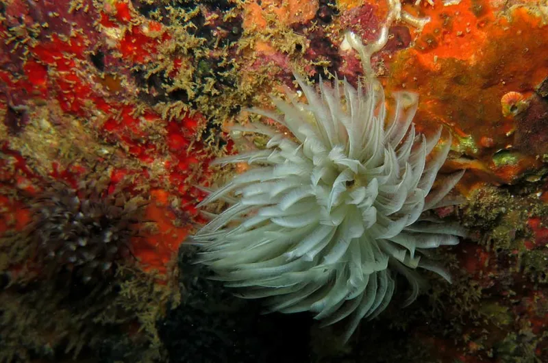 Photo diving Madagascar