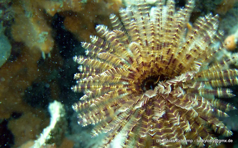 Fan tube worm deploying fan