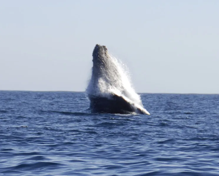 Début du saut d'une baleine à bosse