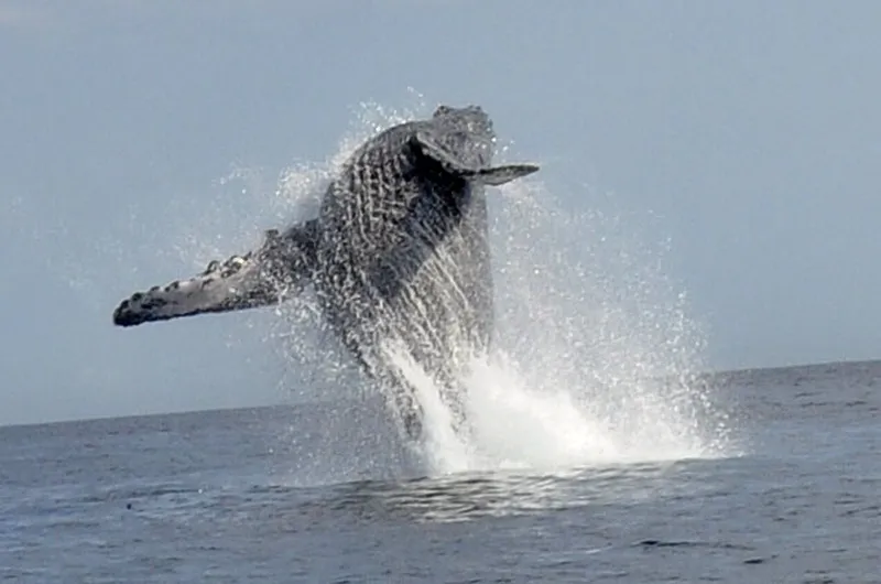 Baleine à bosse en démonstration