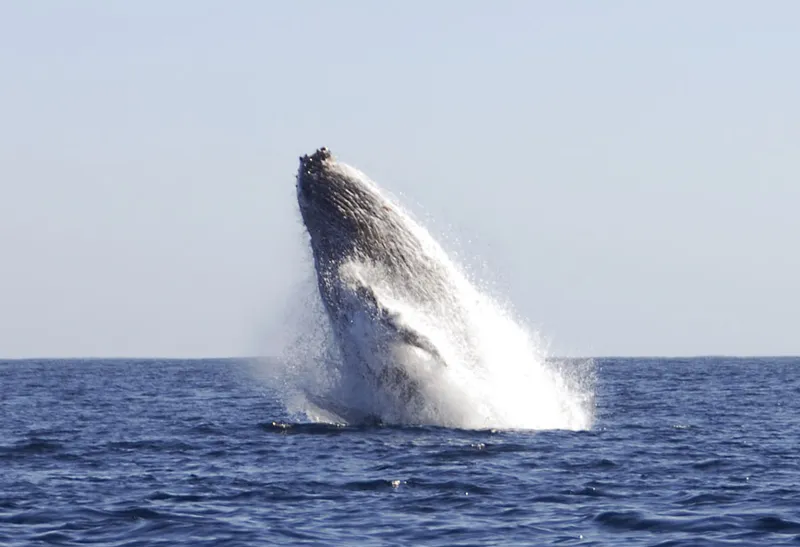 Suite du saut d'une baleine à bosse