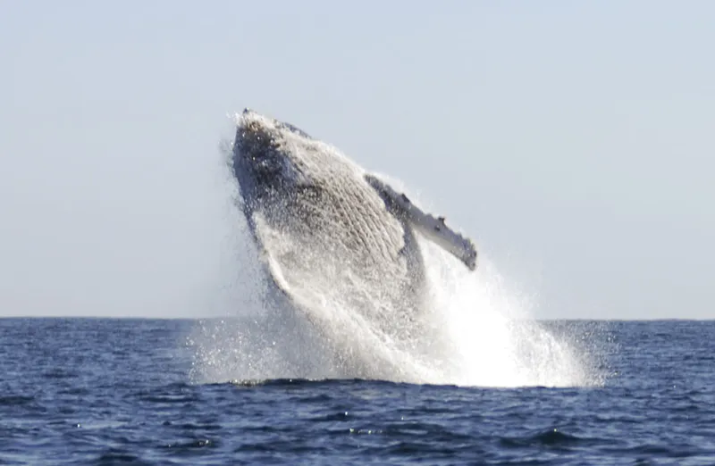 Point culminant du saut d'une baleine à bosse