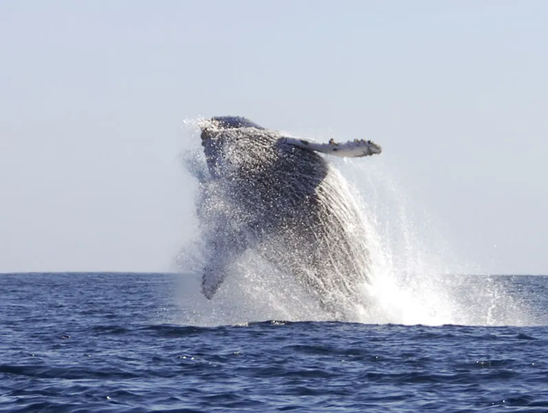 Une baleine à bosse en plein saut