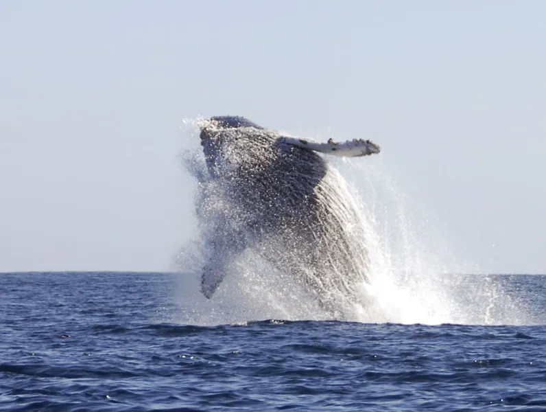  A flying humpback whale