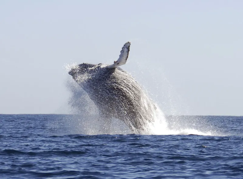 Une baleine à bosse en redescente