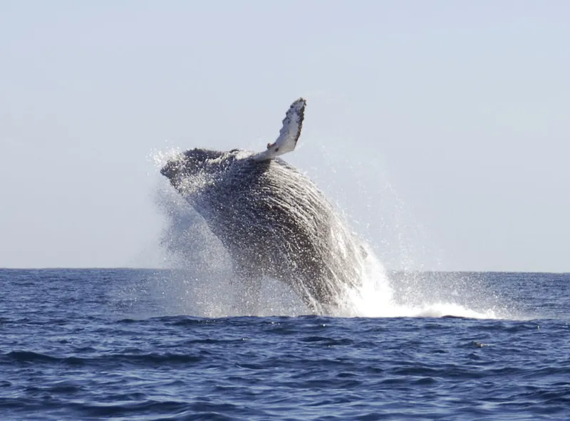 A falling humpback whale