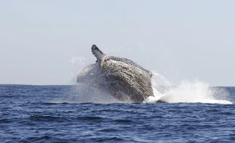 A humpback whale is going to hit the sea